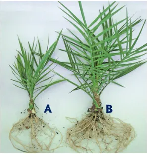Figure 3. Date palm seedlings inoculated (B) or uninoculated (A) with a commercial mycorrhizae inoculum (German BioMyc™ Vital, Germany).(Albers, 2009).