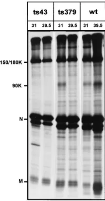 FIG. 2. Analysis of virion proteins of wt and tspermissive and nonpermissive temperatures