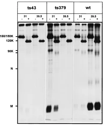 Fig. 4 clearly shows that for the ts mutant viruses, M copre-cipitated with S only at the permissive temperature