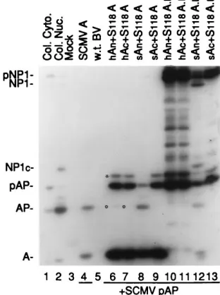 FIG. 3. Intermolecular complementation of the inactive S118A mutatedforms of the full-length proteinase and assemblin expressed in insect cells