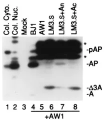 TABLE 1. Complementation of SCMV assemblin mutantsa