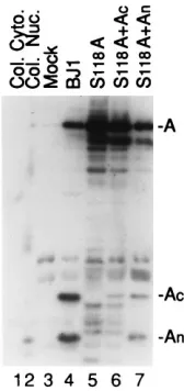 FIG. 7. Intermolecular complementation in the absence of I-site cleavage. Shown is an autoradiogram of a Western immunoblot probed with a mixture of anti-N2,anti-C2, and anti-N1