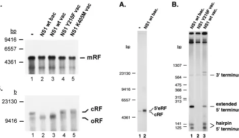 FIG. 3. In vitro processing of cRF DNA. (A) cRF DNA was used as thetemplate for in vitro replication in A9 cell extract in the absence (lane 1) or