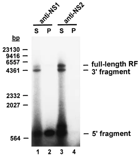 FIG. 5. Covalent attachment of NS1 to in vitro-processed right-end telo-meres. cRF template DNA was incubated with A9 cell extract in the presence of