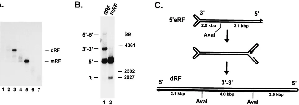 FIG. 7. Puriﬁcation and characterization of RF species generated from a 5�collected from the bottom of the tube and analyzed by 0.8% neutral agarose gel electrophoresis