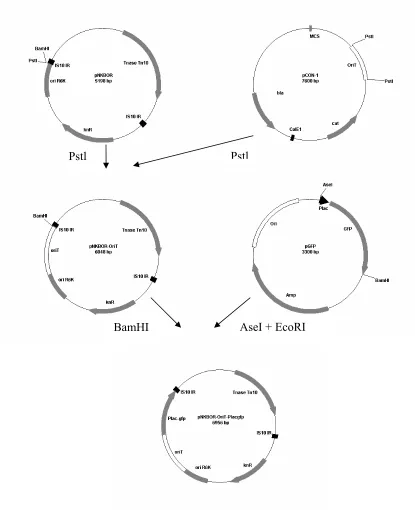 Figure 2.1: Chloramphenicol resistance determinant; ColE1, plasmidic origine of replication; determinant; IS10 IR, insertion sequence important for transposition; KnR, kanamycin resistance determinant; MCS, multi-cloning site; Ori R6K, conditional origin o