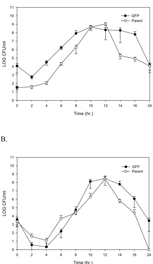 FIG 2.2.  Growth Curves at 37oC of GFP-K and parent strains of V. vulnificus (A) on non-selective medium (TSAN2) and (B) on selective medium (mCPC)
