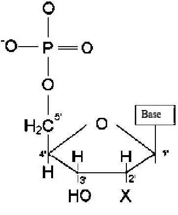 Figure 1.1 A nucleotide 