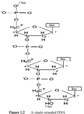 Figure 1.2 A single-stranded DNA 