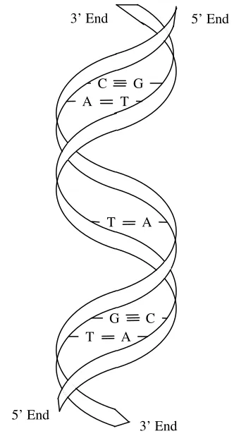 Figure 1.3 Double helix structure of DNA 