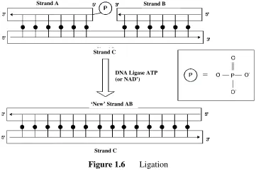 Figure 1.6 Ligation 