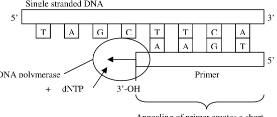 Figure 1.7 DNA polymerization 