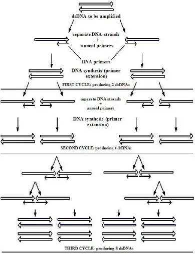 Figure 1.8 Polymerase chain reaction 