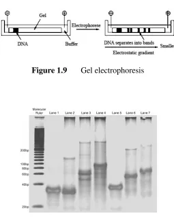 Figure 1.9 Gel electrophoresis 