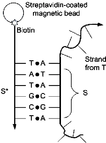 Figure 1.11 An example of DNA extraction by using streptavidin-coated magnetic An example of DNA extraction by using streptavidinAn example of DNA extraction by using streptavidin
