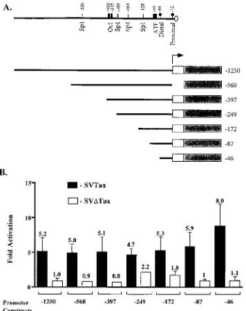 FIG. 1. Tax transactivates the PCNA promoter. (A) Schematic diagram of the PCNA promoter and promoter truncations