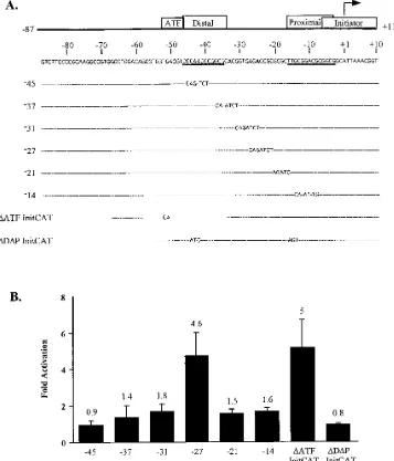 FIG. 4. Tax activation of the PCNA promoter is dependent on a repeat region. (A) The PCNA promoter from nucleotide �factor binding sites is diagrammed at the top