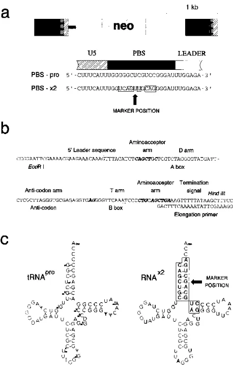 FIG. 1. Vector and engineered primer structure. (a) Structure of the 3.4-kbAkv-MLV-derived pPBS-x2 vector, with emphasis on the PBS region