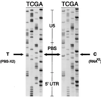 FIG. 4. Evidence for usage of the RNAx2Autoradiograms showing dideoxysequencing of a region of transduced PBS-x2 vec-tors encompassing the PBS sequence from two representative cell clones