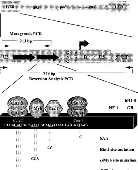 FIG. 1. Organization of the SL3 LTR and positions of mutations. The topdiagram shows the positions of the LTRs in the viral genome