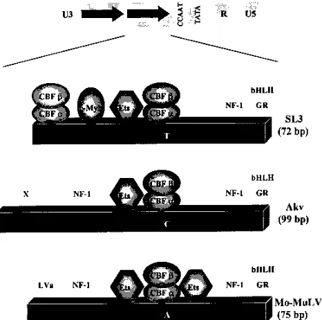 FIG. 5. Comparison of the SL3, Akv, and Mo-MuLV enhancers. The orga-nization of one enhancer repeat unit is shown for each virus below the general