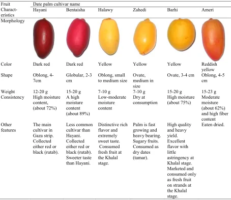 Table 1. A summary of the morphological characteristics of six date palm cultivars present in the Gaza Strip.
