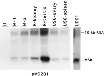 FIG. 3. Northern blot analysis to examine polyadenylation of the MSRs inMSB1 cells. Total RNA from MSB1 cells was fractionated into polyadenylated