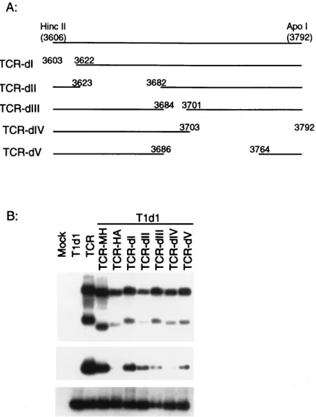 FIG. 4. Packaging of mutant RNAs with deletions within HA fragment. (A)Schematic representation of the additional deletion mutants constructed within