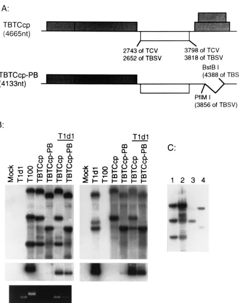 FIG. 6. Packaging of the TBSV-TCV chimeric viral RNAs. (A) Schematicrepresentation of the TBTCcp and TBTCcp-PB chimeric clones