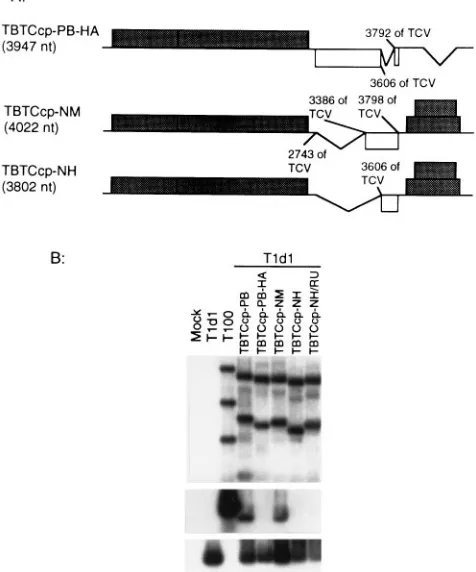 FIG. 7. Effect of the HA fragment on the packaging of the chimeric virusmutants. (A) Schematic representation of deletion mutants of TCV CP gene in
