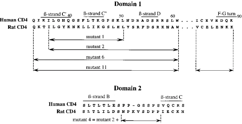 FIG. 1. Sequences of rat CD4 mutants constructed by substitution of human CD4 residues.