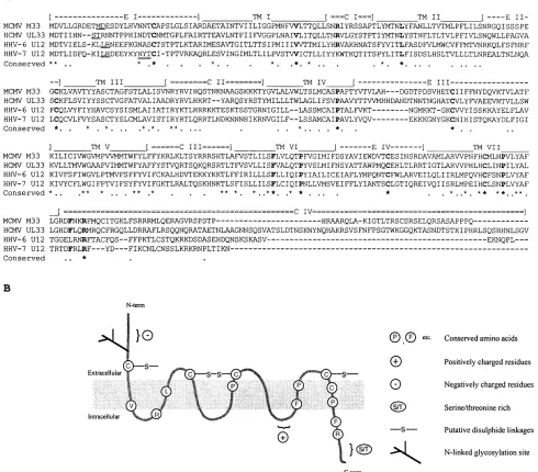 FIG. 6. (A) Multiple alignment of the betaherpesvirus GCR homologs compiled with Clustalw (33)