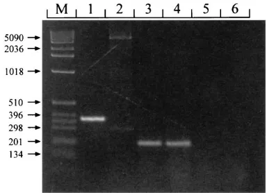 FIG. 7. Southern blot analysis of MCMV recombinants. DNA samples wereprepared from cells infected with either wild-type K181 or recombinant virus