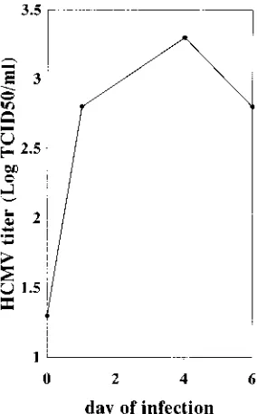FIG. 2. Effect of HIV-1 gp120, p24, and p17 on HCMV IEA expression bymonocytes. Monocytes were exposed to various amounts of HIV-1 structural