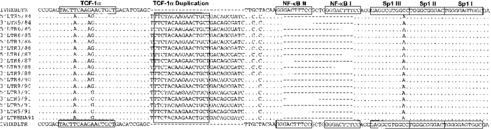 FIG. 1. The 5�dashes indicate gaps introduced to preserve alignment. The locations of binding sites for TCF-1 and 3� LTR consensus sequences derived from the study subject over time, aligned against HIVHXBLTR