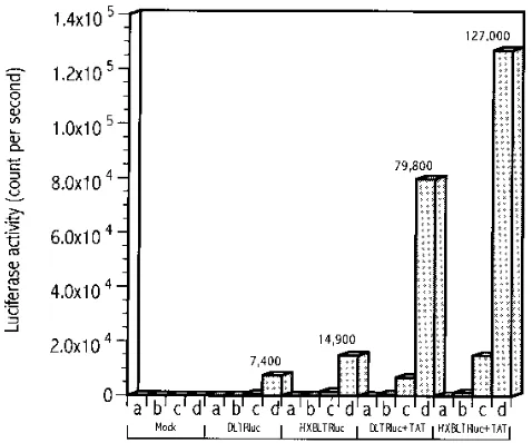 FIG. 4. Comparison of transcriptional activities of the LTR with NF-�the whole infectious virus