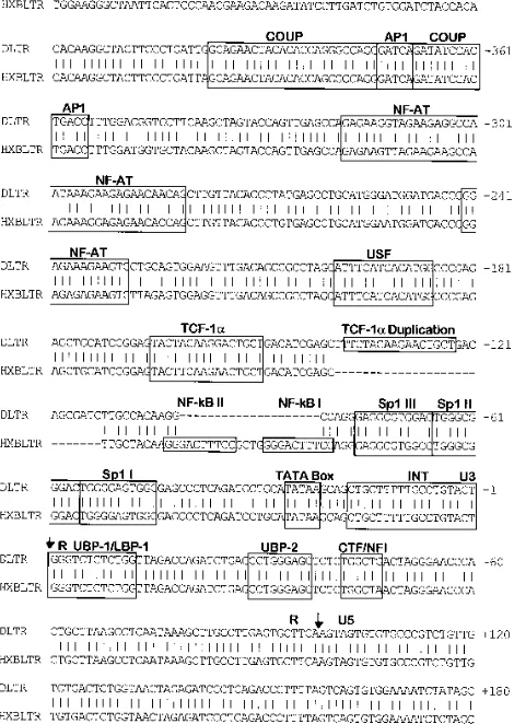 FIG. 5. Comparison of the nucleotide sequence of the LTR with NF-�deleted (DLTR) with that of the LTR with NF-round of infection
