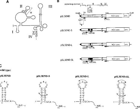 FIG. 1. (A) Schematic map of the predicted RNA secondary structure of HCV 5�structure are represented