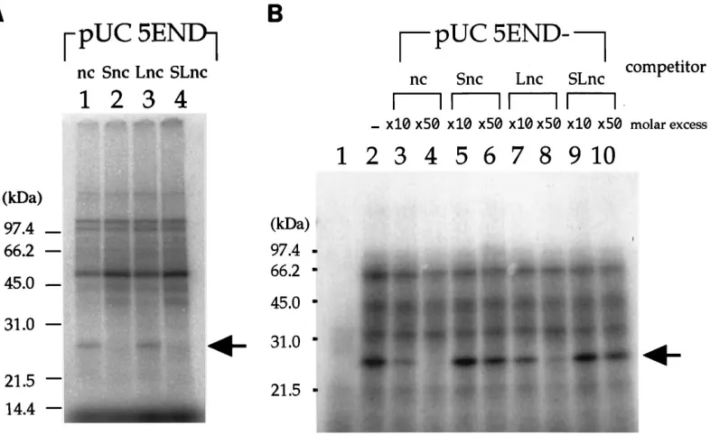 FIG. 4. UV-induced cross-linking analysis of HeLa S10 proteins that bind to the HCV 5�increasing amounts of competitor RNA transcribed from pUC5END-nc, -Snc, -Lnc, and -SLnc, respectively