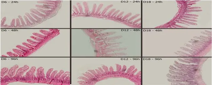 Fig. 2: Effect of delayed access to feed of post-hatch ( : 6h, : 12h and : 18h) on duodenum villussurface area (µm2) of broiler chickens measured at 1, 2, 4, 8 and 12d of age