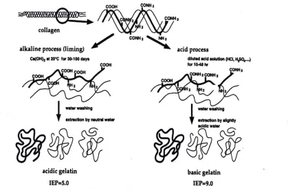 Figure 2.3.   pH discrepancies between gelatin produced by the acidic or basic method (Tabata and Ikada 1998)  