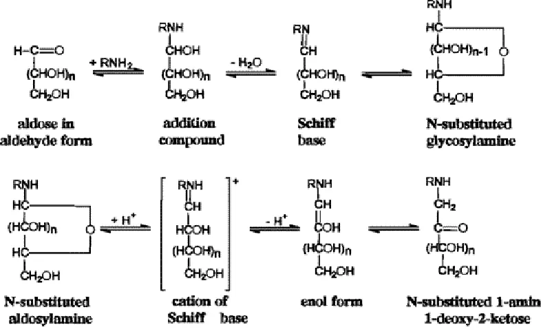 Figure 2.11.  Molecular events in the initial stages of the Maillard reaction (Finot 1977; Friedman 1982)  