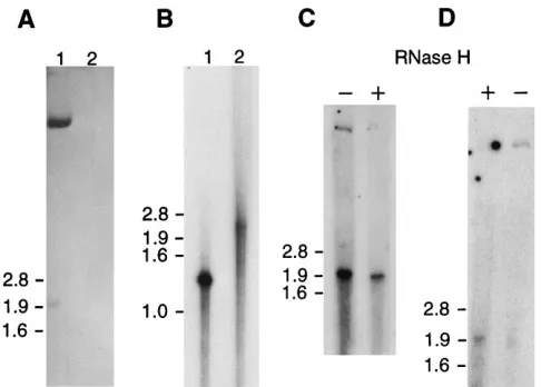 FIG. 3. Northern blot analysis showing the time course of viral RNA accu-mulation in PC12 cells infected with HSV-1 strain KOS(M) (MOI of 1)