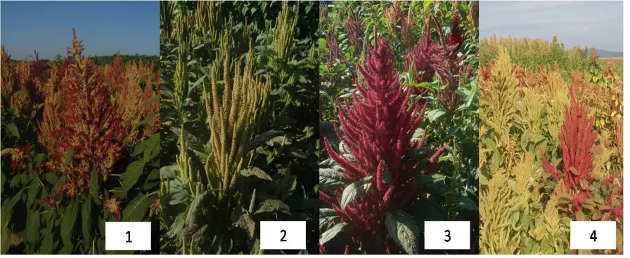 Figure 1. Analyzed specie of amaranth as in field conditions. 1 - Ficha cultivar - ControlA; 2 - C26 mutant line; 3 - K-433 hybrid - Control B; 4 - D282 mutant line.