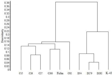Figure 3. Dendrogram of Ficha and K-433 mutant lines as analysed by ISSR.