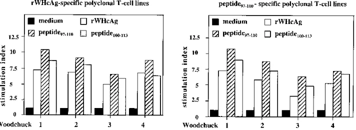 FIG. 7. T-cell proliferation (5 �T-cell lines established from four acutely WHV-infected woodchucks by continuous stimulation with rWHcAg or peptidepresented as mean SI