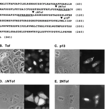 FIG. 1. Subcellular localization of Tof, p13IICS-HTLV-I. The two arginine-rich sequences are underlined