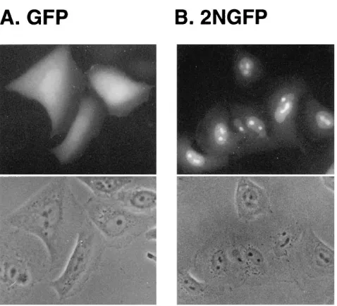FIG. 2. Nucleolar/nuclear targeting of a Tof-GFP hybrid. HLtat cells weretransfected with plasmid pLsGFP, which encodes the GFP protein, or with