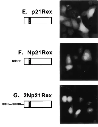 FIG. 4. Tof-Rex and Tof-p21RexpL3Rex (58), pLspLs2Np21Rex (see Materials and Methods) and analyzed by indirect immuno-ﬂuorescence using rabbit anti-Rex serum (3) followed by FITC-conjugated anti-rabbit antibody