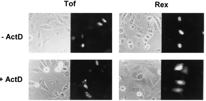FIG. 7. Expression of Tof from the 1-2-B mRNA. HLtat cells were trans-fected with plasmid pBS1-2-B in the absence or presence of Tax and Rex